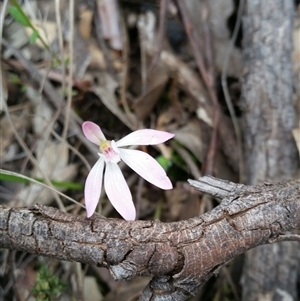 Caladenia fuscata at Point 5058 - suppressed