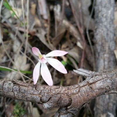 Caladenia fuscata (Dusky Fingers) at Molonglo Valley, ACT - 8 Oct 2016 by Maliyan