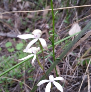 Caladenia ustulata at Point 4910 - 9 Oct 2016