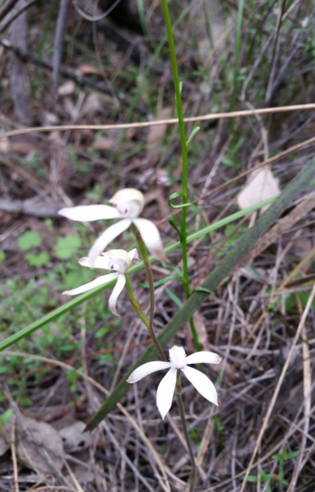 Caladenia ustulata at Canberra Central, ACT - 9 Oct 2016
