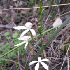Caladenia ustulata (Brown caps) at Canberra Central, ACT - 8 Oct 2016 by LukeJ