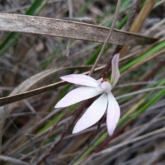 Caladenia fuscata (Dusky Fingers) at Point 4762 - 9 Oct 2016 by Maliyan