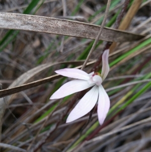 Caladenia fuscata at Point 4762 - suppressed