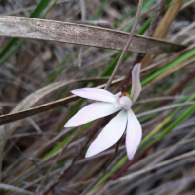 Caladenia fuscata (Dusky Fingers) at Molonglo Valley, ACT - 8 Oct 2016 by Maliyan