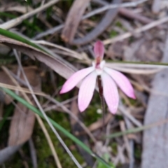 Caladenia fuscata (Dusky Fingers) at Point 5058 - 9 Oct 2016 by Maliyan