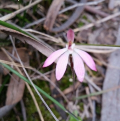 Caladenia fuscata (Dusky Fingers) at Molonglo Valley, ACT - 8 Oct 2016 by Maliyan