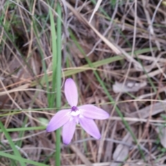 Glossodia major (Wax Lip Orchid) at Point 4910 - 9 Oct 2016 by Maliyan