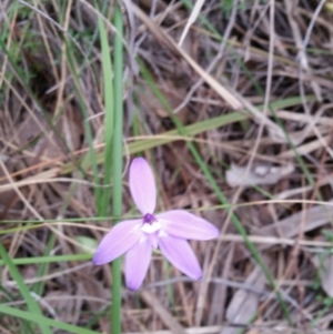 Glossodia major at Point 4910 - 9 Oct 2016