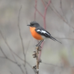 Petroica phoenicea (Flame Robin) at Cotter River, ACT - 28 Aug 2016 by ArcherCallaway