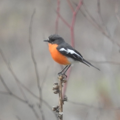 Petroica phoenicea (Flame Robin) at Cotter River, ACT - 28 Aug 2016 by ArcherCallaway