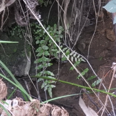 Blechnum minus (Soft Water Fern) at Coree, ACT - 28 Aug 2016 by ArcherCallaway