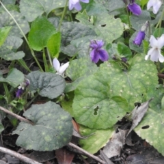 Viola odorata (Sweet Violet, Common Violet) at Fadden, ACT - 30 Aug 2016 by RyuCallaway