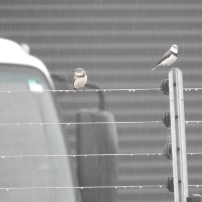 Epthianura albifrons (White-fronted Chat) at Hume, ACT - 3 Sep 2016 by ArcherCallaway
