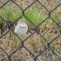 Epthianura albifrons at Hume, ACT - 3 Sep 2016 09:47 AM