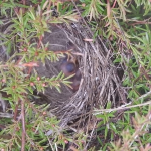 Epthianura albifrons at Hume, ACT - 3 Sep 2016 09:47 AM