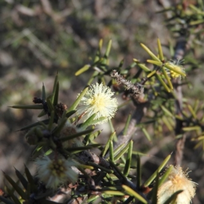 Acacia genistifolia (Early Wattle) at Wanniassa Hill - 4 Sep 2016 by ArcherCallaway