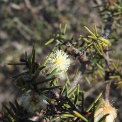 Acacia genistifolia (Early Wattle) at Wanniassa Hill - 3 Sep 2016 by RyuCallaway