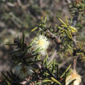 Acacia genistifolia at Wanniassa Hill - 4 Sep 2016