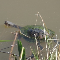 Chelodina longicollis (Eastern Long-necked Turtle) at Fadden Hills Pond - 4 Sep 2016 by ArcherCallaway