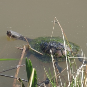 Chelodina longicollis at Fadden, ACT - 4 Sep 2016 09:35 AM