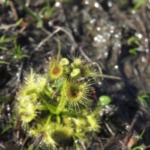 Drosera sp. at Wanniassa Hill - 4 Sep 2016