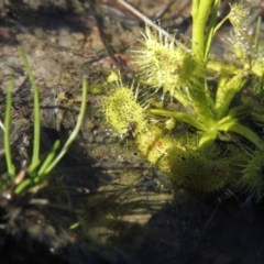 Drosera sp. at Wanniassa Hill - 4 Sep 2016