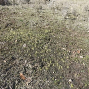 Drosera sp. at Wanniassa Hill - 4 Sep 2016