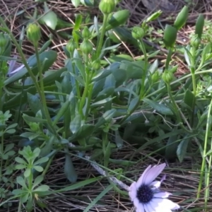 Dimorphotheca ecklonis at Fadden, ACT - 4 Sep 2016 09:44 AM