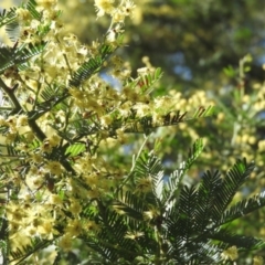 Acacia decurrens (Green Wattle) at Fadden Hills Pond - 4 Sep 2016 by ArcherCallaway