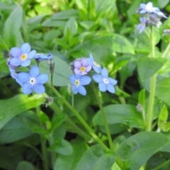 Myosotis laxa subsp. caespitosa (Water Forget-me-not) at Fadden, ACT - 4 Sep 2016 by ArcherCallaway