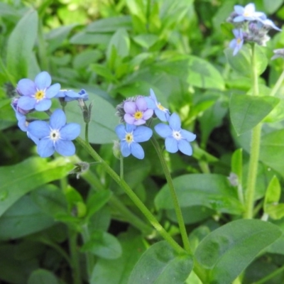 Myosotis laxa subsp. caespitosa (Water Forget-me-not) at Fadden Hills Pond - 3 Sep 2016 by ArcherCallaway