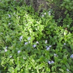 Myosotis laxa subsp. caespitosa at Fadden Hills Pond - 4 Sep 2016