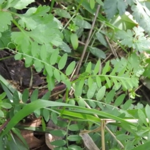 Vicia sativa at Fadden, ACT - 4 Sep 2016