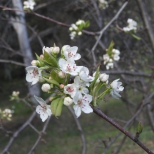 Malus pumila at Fadden, ACT - 4 Sep 2016 10:06 AM