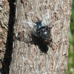 Calliphora sp. (genus) (Unidentified blowfly) at Fadden, ACT - 4 Sep 2016 by ArcherCallaway