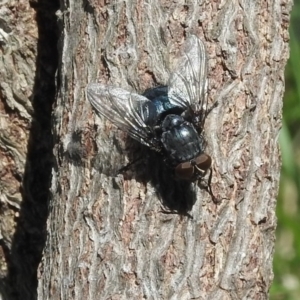 Calliphora sp. (genus) at Fadden, ACT - 4 Sep 2016