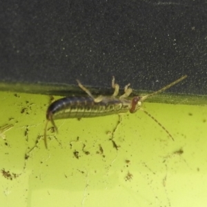 Forficula auricularia at Fadden, ACT - 4 Sep 2016