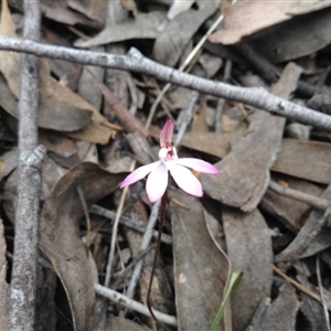 Caladenia fuscata at Undefined Area - suppressed