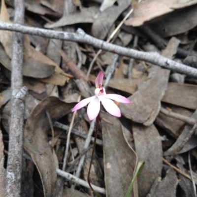 Caladenia fuscata (Dusky Fingers) at Acton, ACT - 9 Oct 2016 by annam