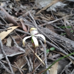 Caladenia ustulata (Brown caps) at Point 5819 - 9 Oct 2016 by annam