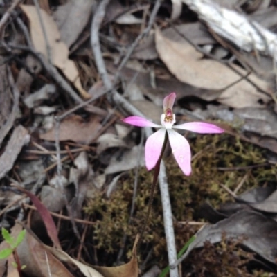 Caladenia fuscata (Dusky Fingers) at Acton, ACT - 9 Oct 2016 by annam