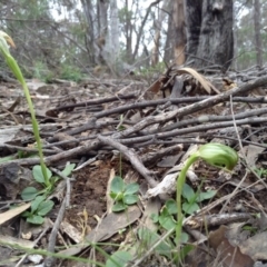 Pterostylis nutans (Nodding Greenhood) at Acton, ACT - 9 Oct 2016 by annam