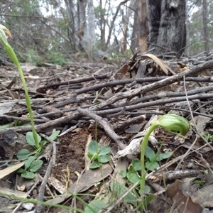 Pterostylis nutans at Undefined Area - suppressed