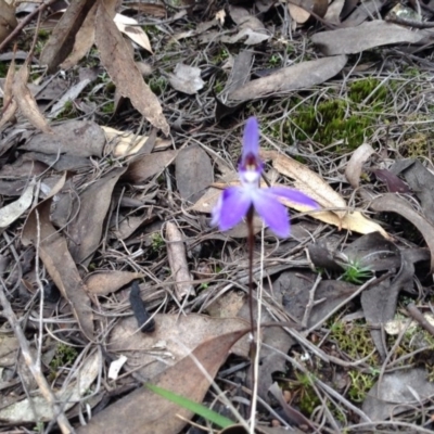 Glossodia major (Wax Lip Orchid) at Acton, ACT - 9 Oct 2016 by annam