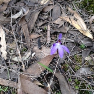 Cyanicula caerulea at Undefined Area - suppressed