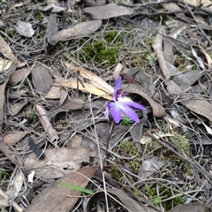 Caladenia caerulea at Undefined Area - suppressed