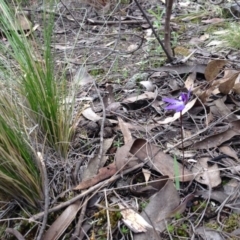 Cyanicula caerulea at Point 5819 - 9 Oct 2016