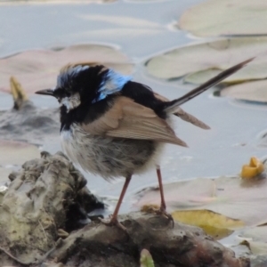 Malurus cyaneus at Canberra, ACT - 17 Sep 2016