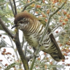 Chrysococcyx lucidus (Shining Bronze-Cuckoo) at Stony Creek - 9 Oct 2016 by JohnBundock