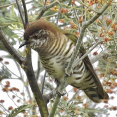 Chrysococcyx lucidus (Shining Bronze-Cuckoo) at Coree, ACT - 9 Oct 2016 by JohnBundock